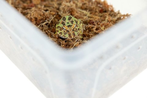 Pojemnik hodowlany BREEDING BOX z platformą 38 cm