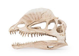 R176 ozdoba terrarium czaszka dinozaura