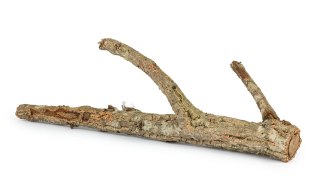 KOREK GAŁĄŹ 50 cm