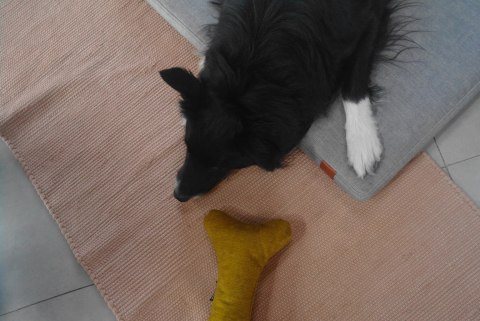 Materac ortopedyczny dla psa - Basic Ross