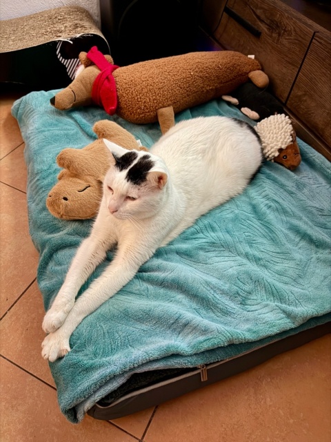 Legowisko ortopedyczne dla psa i kota 90 cm – wodoodporne, komfortowe posłanie