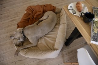 Legowisko ortopedyczne dla psa - Cuddle Expressive