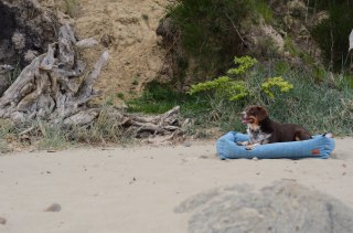 Legowisko ortopedyczne dla psa - Cuddle Ross