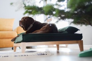 Legowisko ortopedyczne dla psa - Duo Tierra
